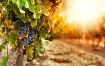 Gdy zazdrość przejmuje ster